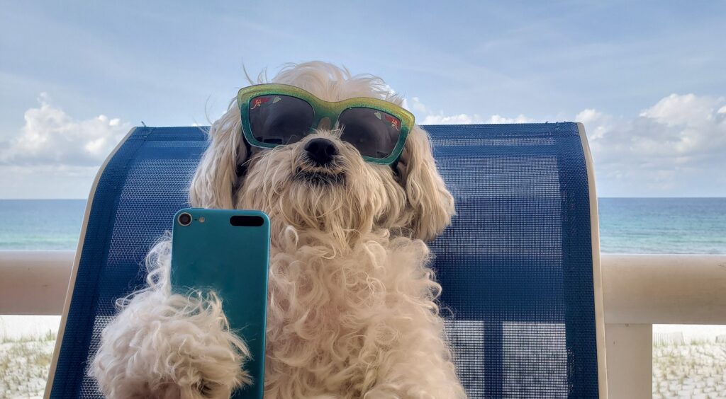 Cute doggie with cellphone at beach doing a video chat on vacation.